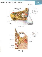 Sobotta Atlas of Human Anatomy  Head,Neck,Upper Limb Volume1 2006, page 384